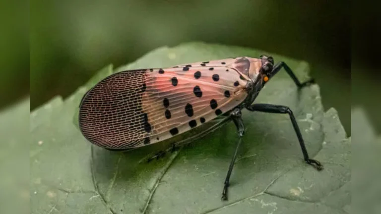 “Northeast Ohio Counties Under Quarantine to Control Spotted Lanternfly Threat”