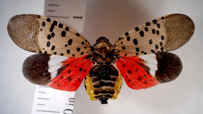 “Ohio Counties Quarantine Spotted Lanternfly as Breeding Season Begins”