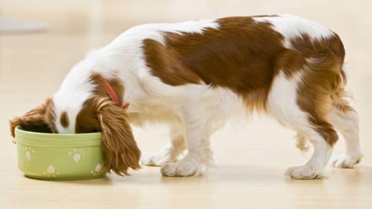 Massive dog food recall in U.S states: They ask to monitor strange behavior