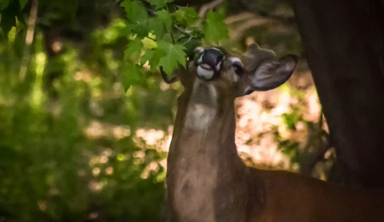 “Urgent Alert: Watch for Abnormal Deer Behavior in Ohio”